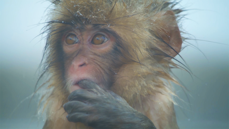 Spy Macaque Befriends a Curious Baby