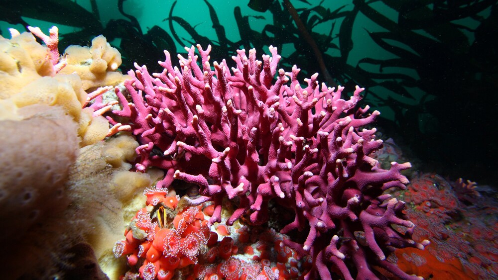 Purple hydrocoral near Carmel | Photo: Chad King, NOAA/Monterey Bay National Marine Sanctuary