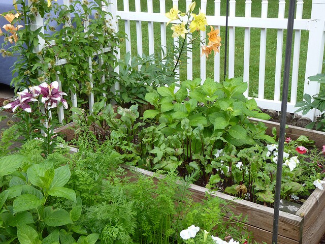 raisedbedgarden