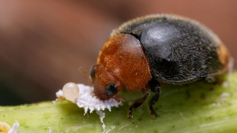 Save The Grapes! Enter The Mealybug Destroyer!