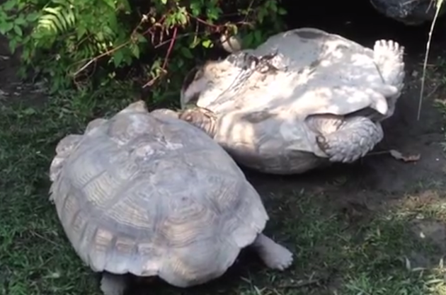 helpful-tortoise-12-24-14-thumb-630x417-85769