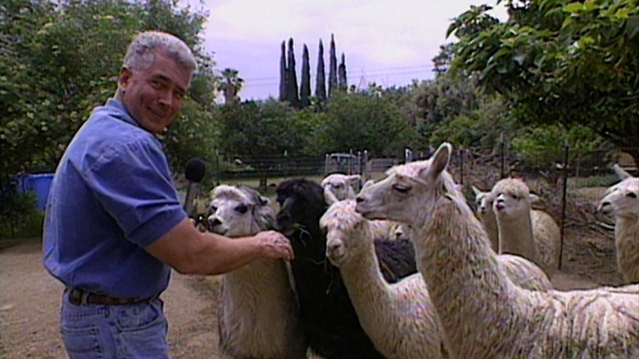 alpacas
