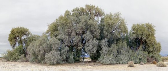 As Far As I Could Get, 10 Seconds, pigment print, 50x119"