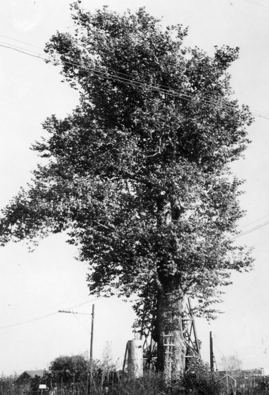 Compton's Eagle Tree, which once marked the northern boundary of Rancho San Pedro