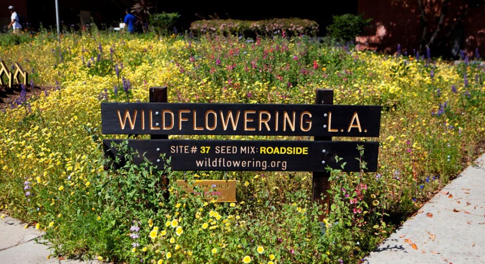 Fritz Haeg, "Wildflowering L.A.," 2013.