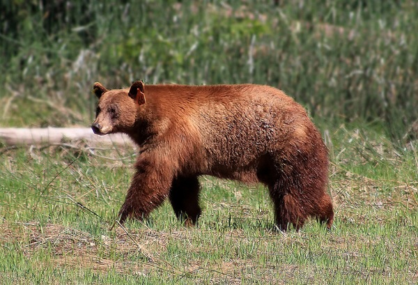 bears-in-popular-culture