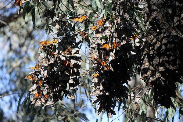 monarch-butterflies-in-trouble-1-30-14-thumb-600x400-67876
