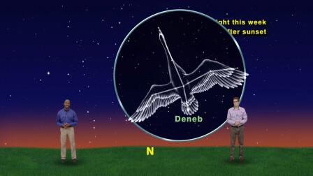 "Cygnus The Spectacular Swan" Sept 28th-Oct 4th 1 min 