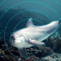 Examining the Impact of Sound on Marine Life