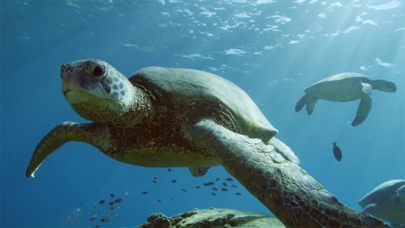 What Makes Hawaii's Green Sea Turtles Unique?