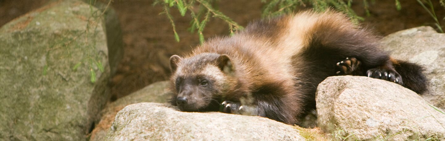 wolverine-banner-10-25-16.jpg
