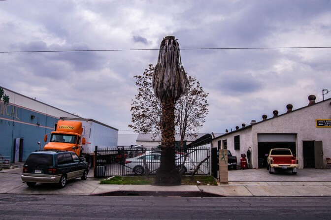 semaptreetop