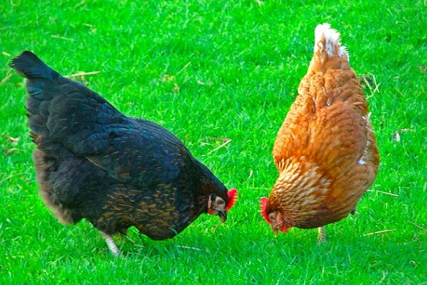 poultry