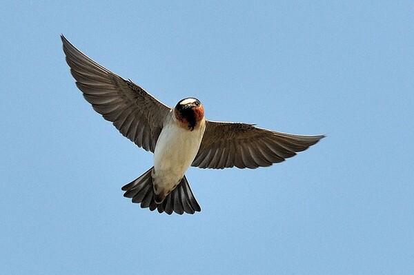 cliff-swallow-petaluma-5-15-14-thumb-600x399-74070