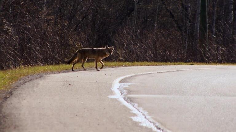 Coyote Crossing