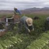 Why do so many immigrant workers struggle for legal status?
