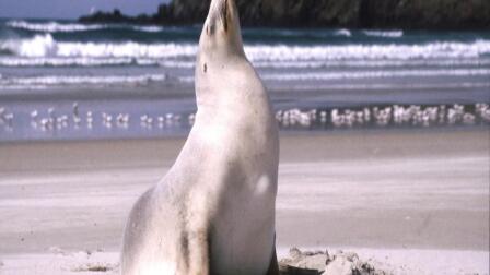 A ranger looking out for New Zealand sea lions