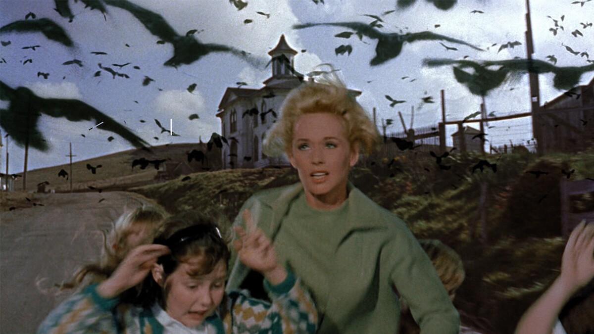 The Birds film still | Courtesy of Adama Films/ Zeitgeist Films