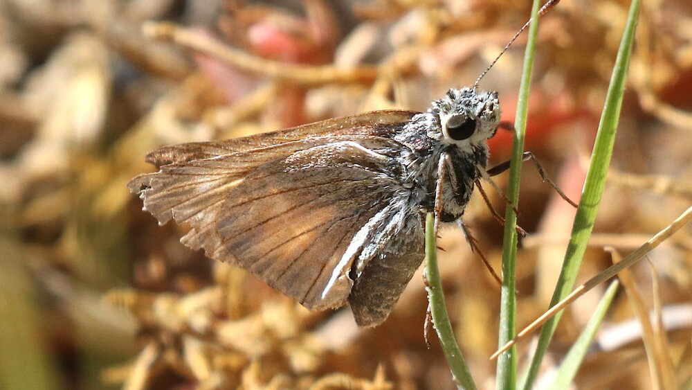 Yuma skipper in bulrushes at Dixie Meadows | Photo: Alan Schmierer, some rights reserved