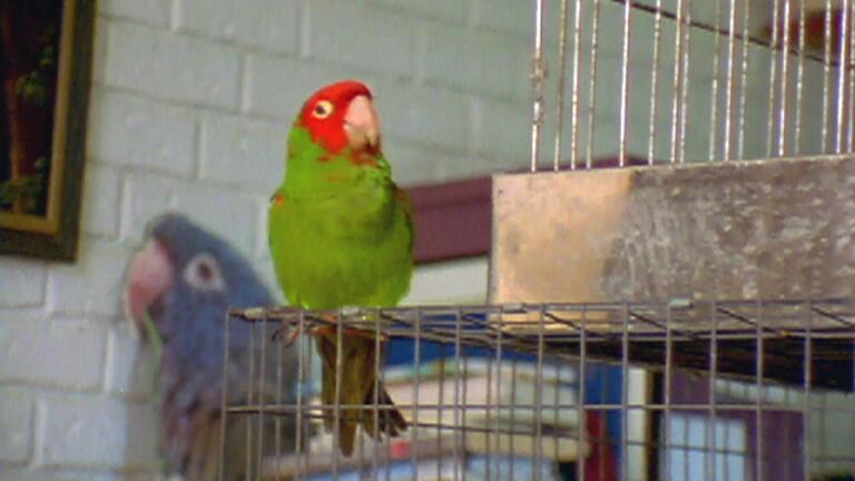 The Wild Parrots of Telegraph Hill: Falling in With the Floc
