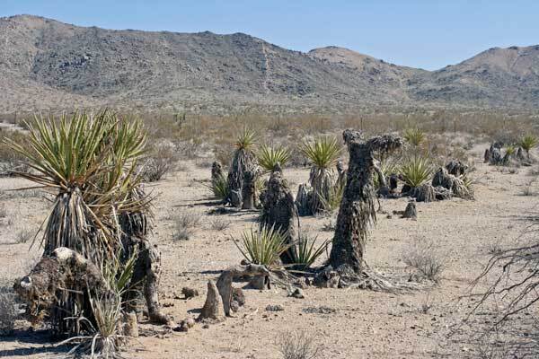 yuccamain-thumb-600x400-61285