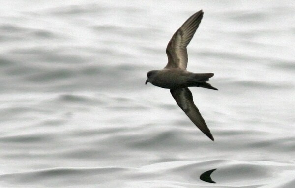 RS10069_ashy_storm_petrel_USFWS_FPWC-thumb-600x383-62339