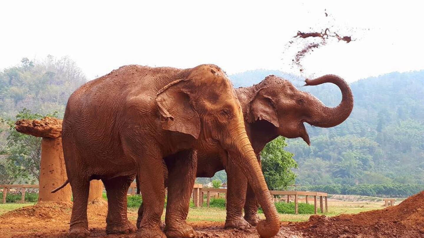 Courtesy of Save Elephant Foundation