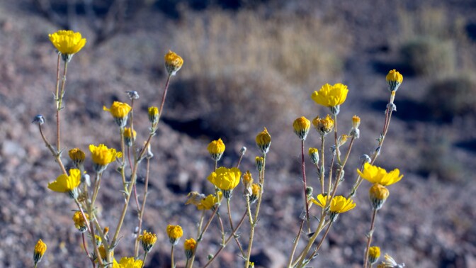 Wildflowers at Bonanza Spring | Photo: Chris Clarke