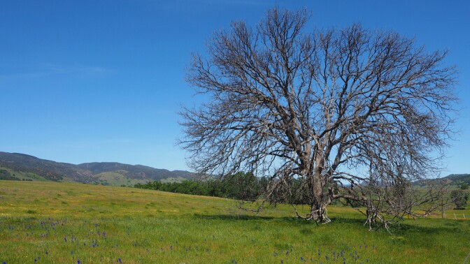 Leafless tree in a field of larkspur at Berryessa Snow Mountain National Monument | Photo: Gary Ford, some rights reserved