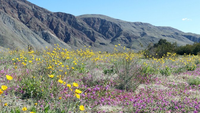 Anza Borrego