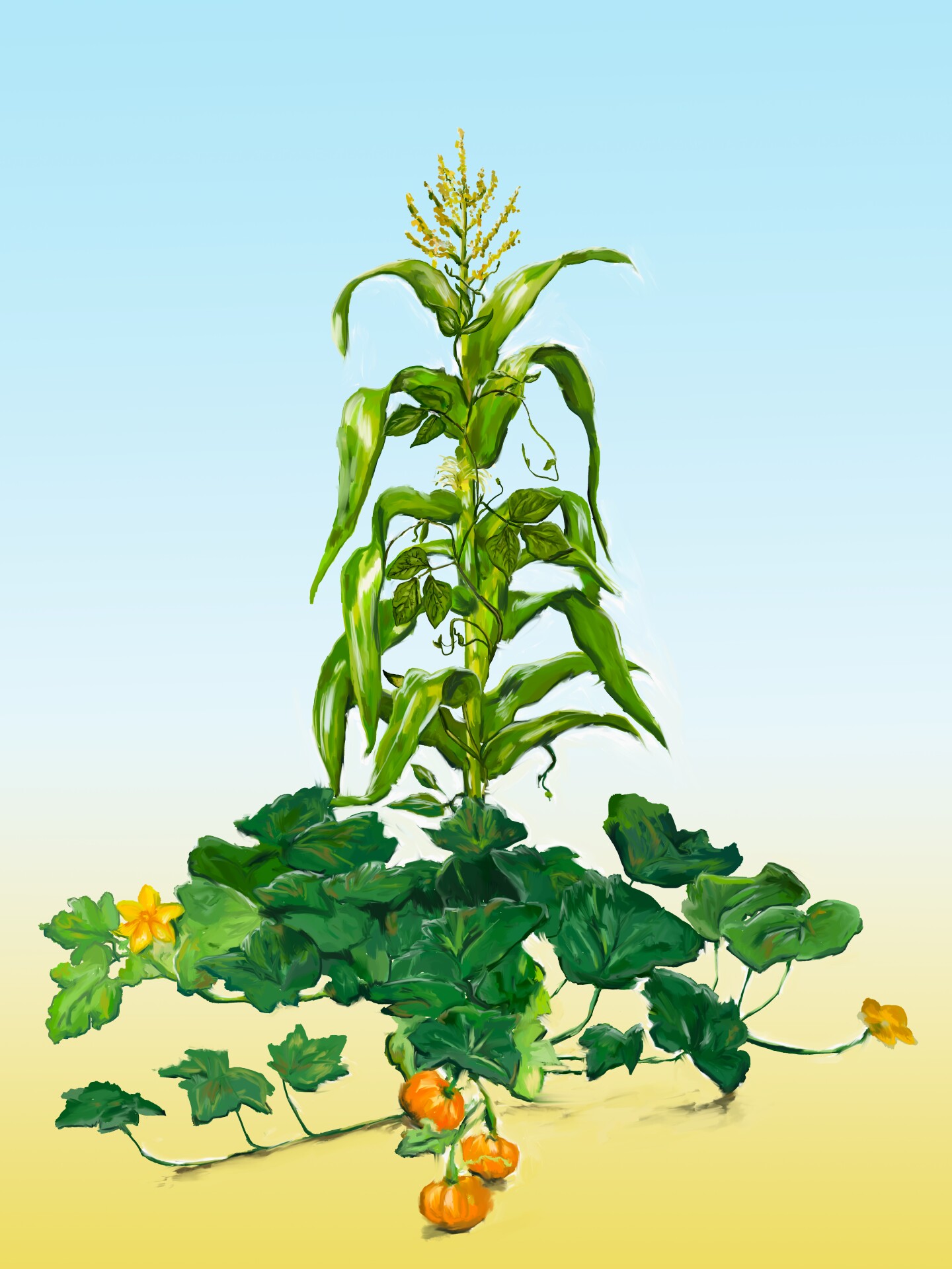 An illustration of the Three Sisters Garden depicts a tall stalk of corn with beans growing up its stalk. Broad leaves from the squash plant and squash are at the bottom of the stalk.