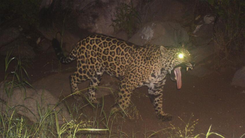 The Northern Jaguar Preserve