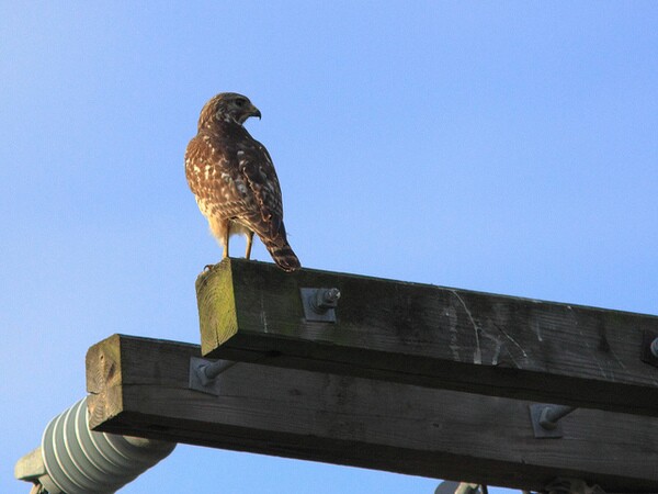 red-shouldered-power-pole-3-8-13-thumb-600x450-46763