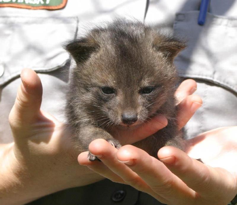 Channel Island Fox Pup