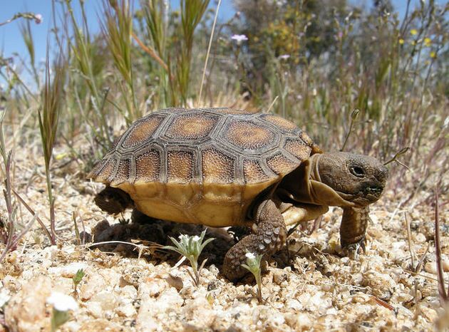 desert-tortoise-11-31-14-thumb-630x466-84553