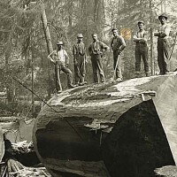 Loggers standing atop a massive, felled Redwood tree