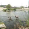 The Los Angeles River hosts a thriving habitat for wildlife like the Egyptian goose as seen in EARTH FOCUS episode "Reimagining the Los Angeles River." Image courtesy of PBS SoCal.