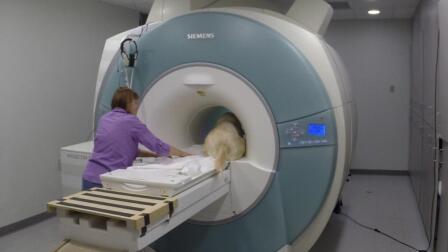 Understanding Man's Best Friend