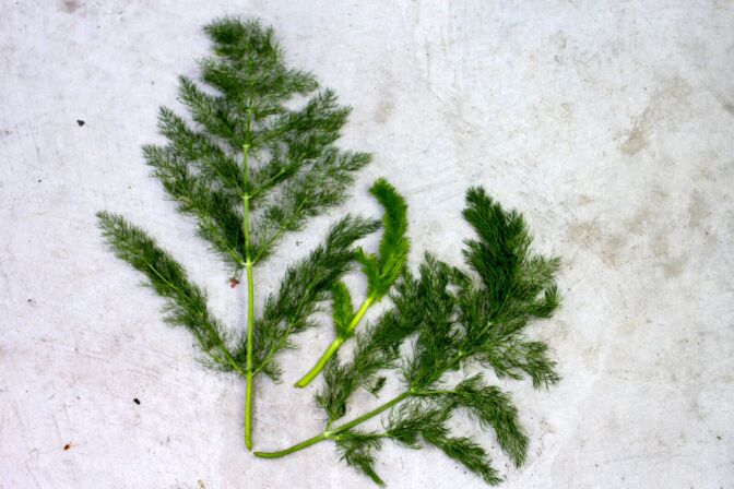 Sweet Fennel