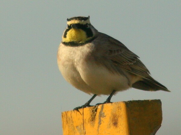 ivanpah-birds-march-4-22-14-thumb-600x449-72666