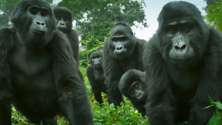 Did You Know Gorillas Can Sing?