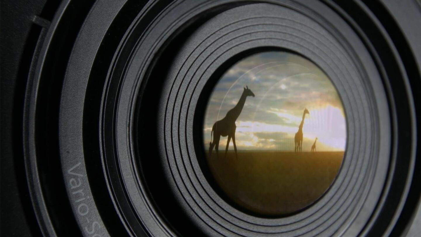 Closeup image of a camera lens with a reflection of giraffes on it. | From "NOVA: Animal Espionage"