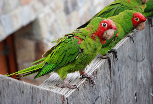 parrots-6-10-14-thumb-600x409-75356