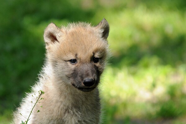 canis-lupus-wolf-delisting-science-2-7-14-thumb-600x400-68323