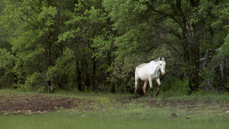 California Mustang Ranch Saves Wild Horses