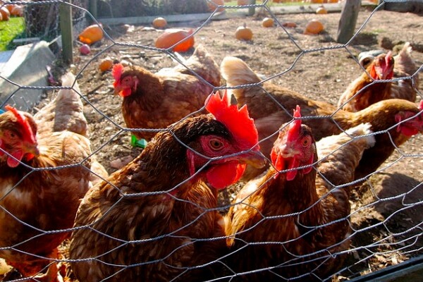 chickenfarm1