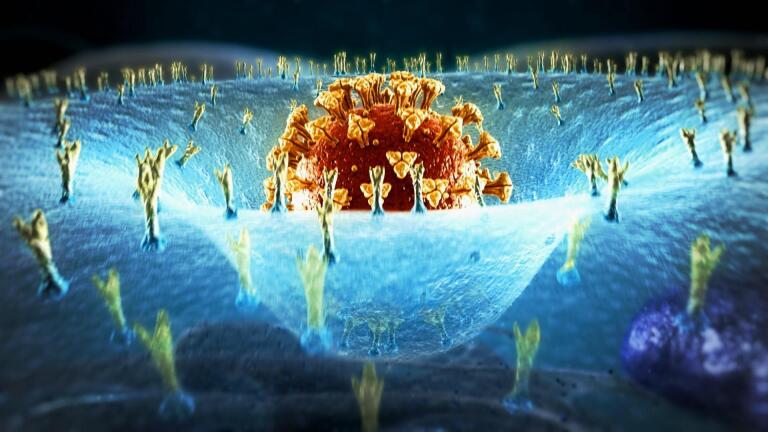 How Viruses Like the Novel Coronavirus Evolve
