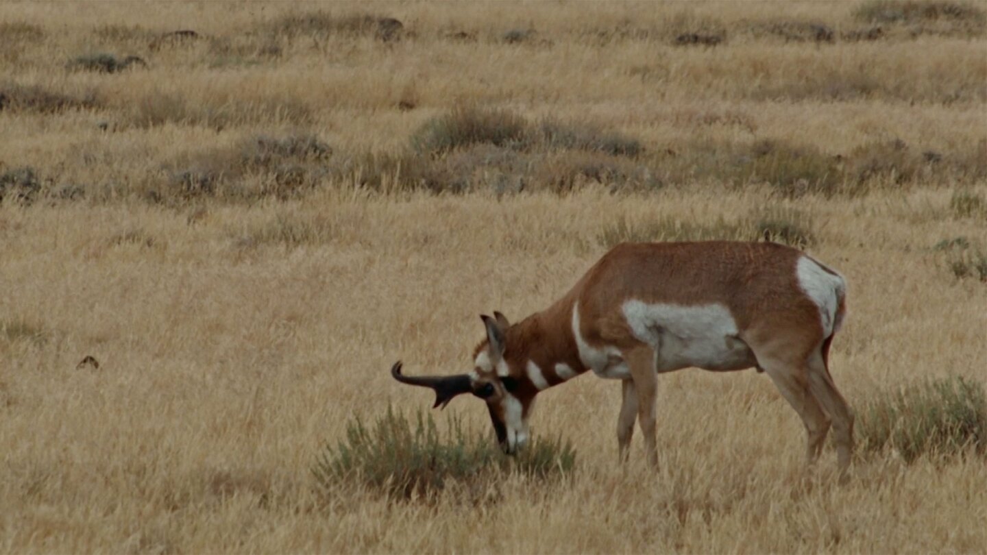 Pronghorn | Still from "Tending Nature"