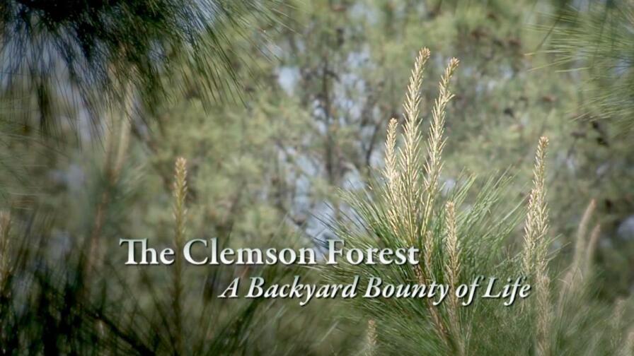 The Clemson Forest – A Backyard Bounty of Life