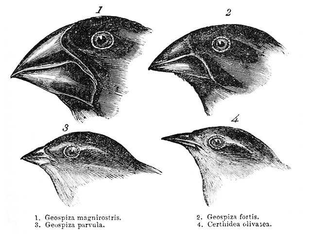 Galapagos Finches | Darwin, 1845